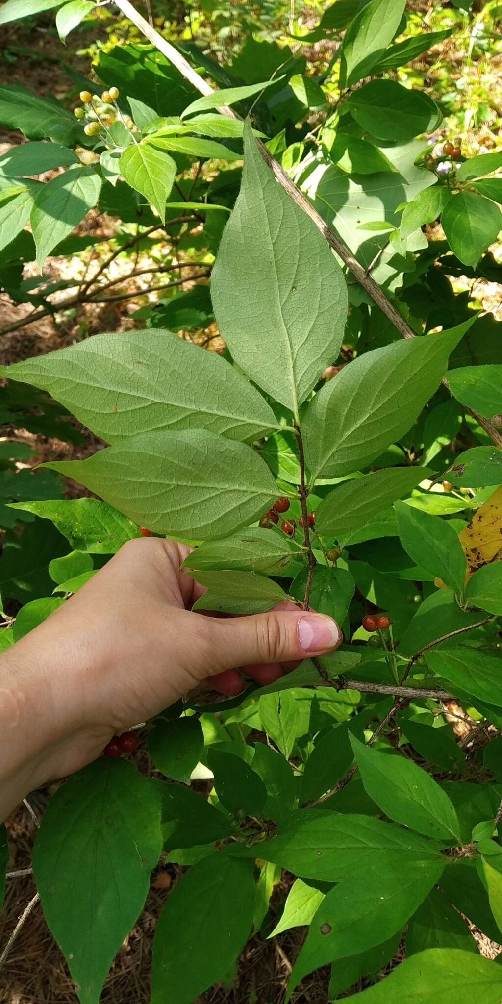 Image of honeysuckle