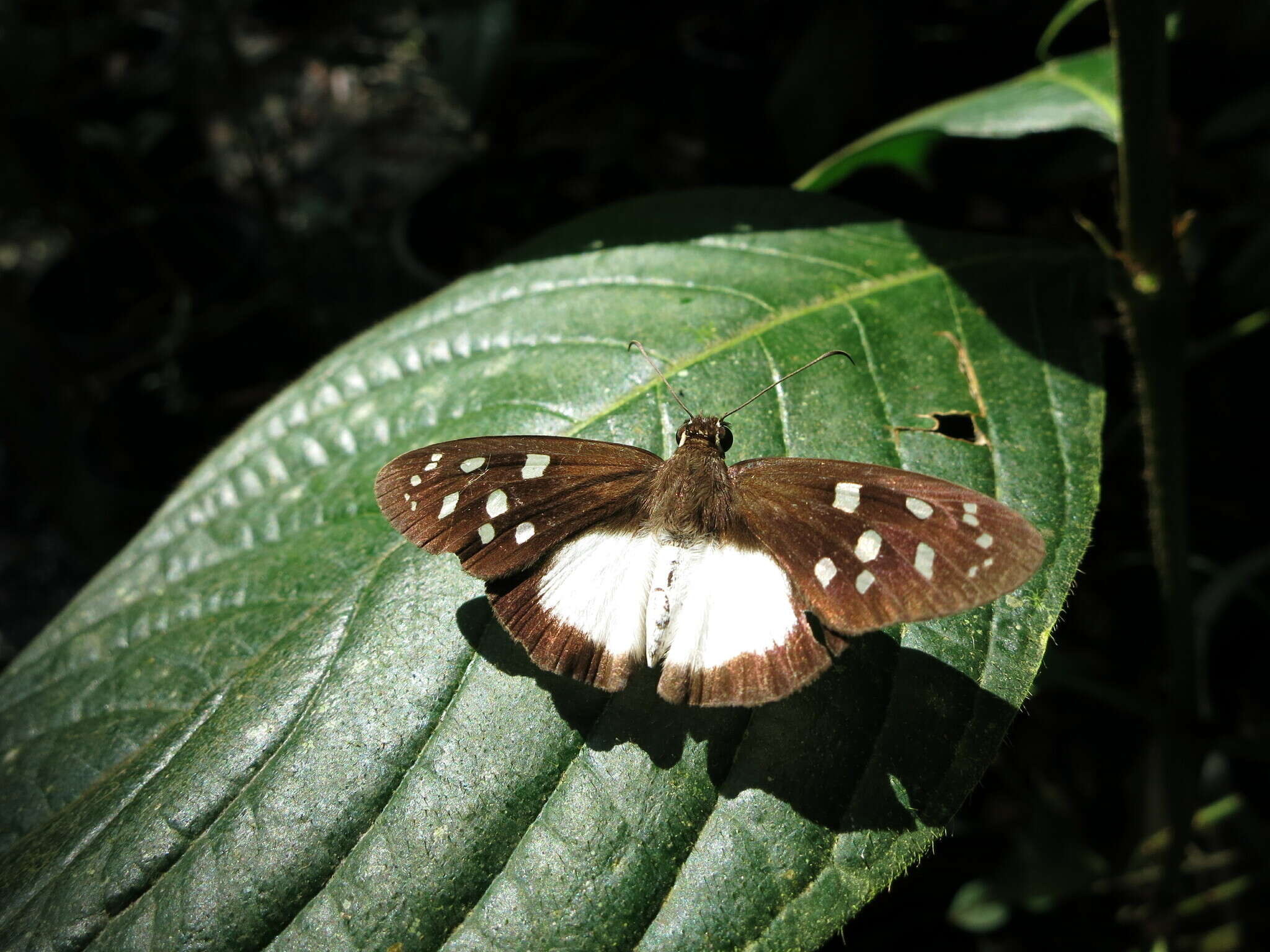 Hyalothyrus neleus Linnaeus 1758 resmi