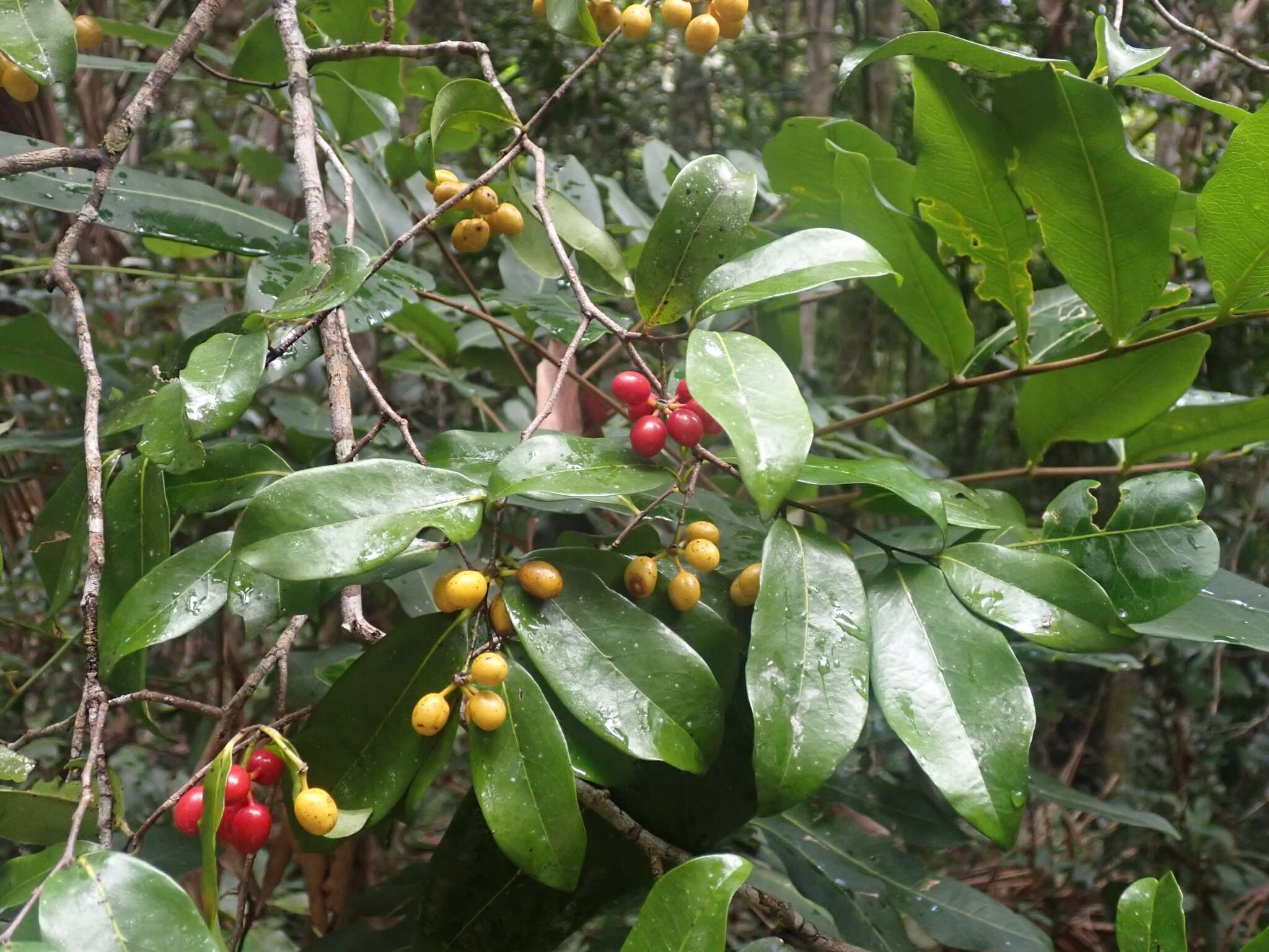 Image of Canary Beech