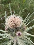 Image of white thistle