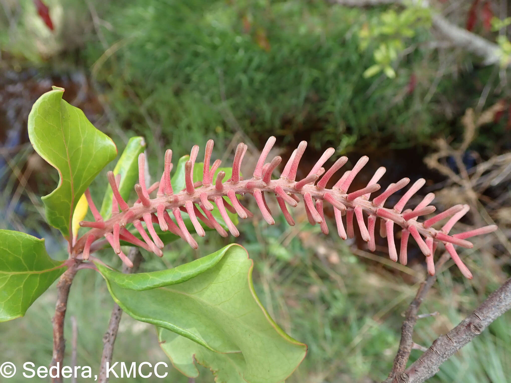 Imagem de Faurea forficuliflora Baker