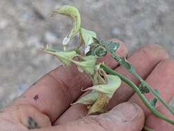 صورة Astragalus beckwithii var. purpureus M. E. Jones