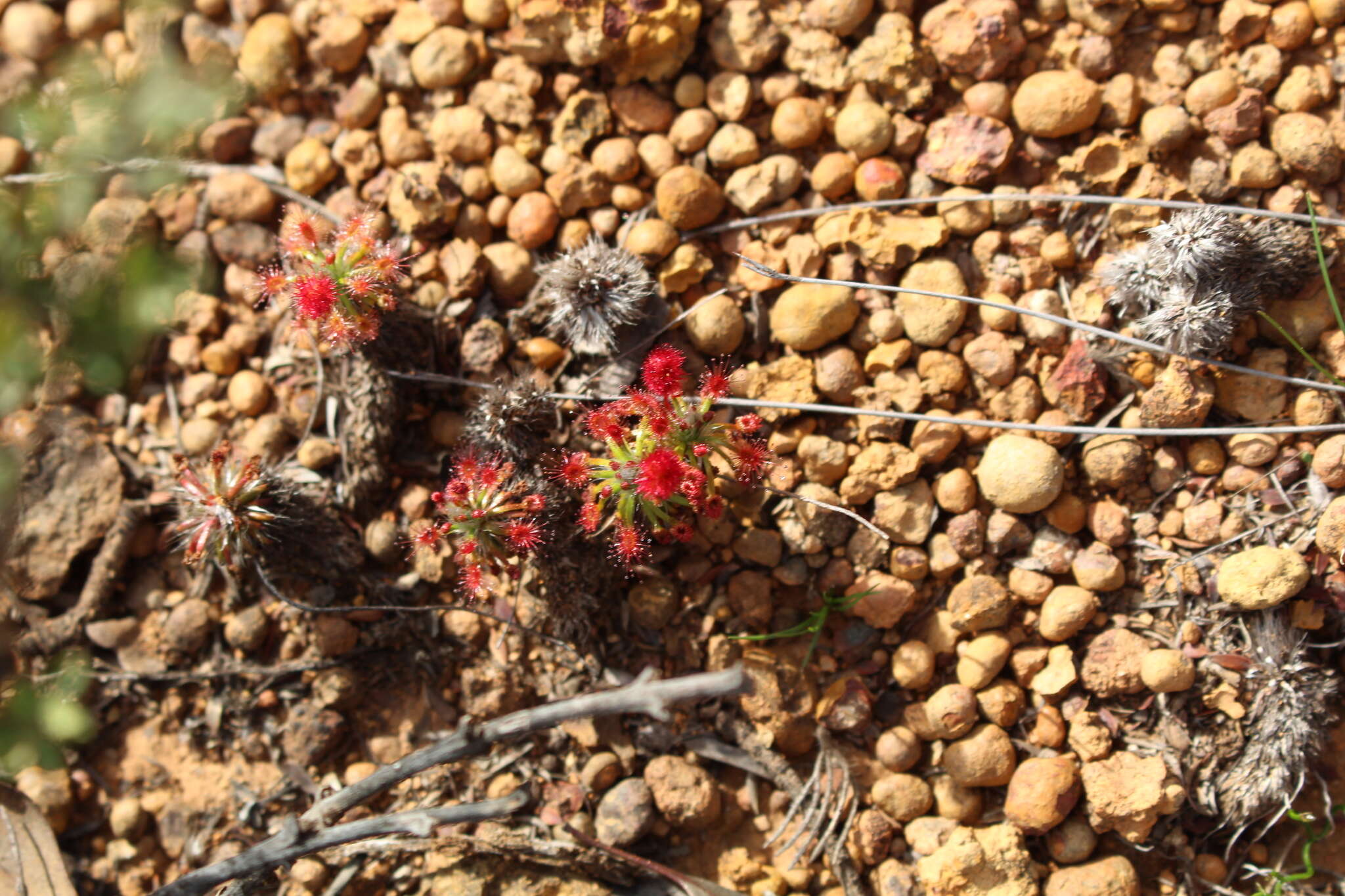 Image of Drosera barbigera Planch.