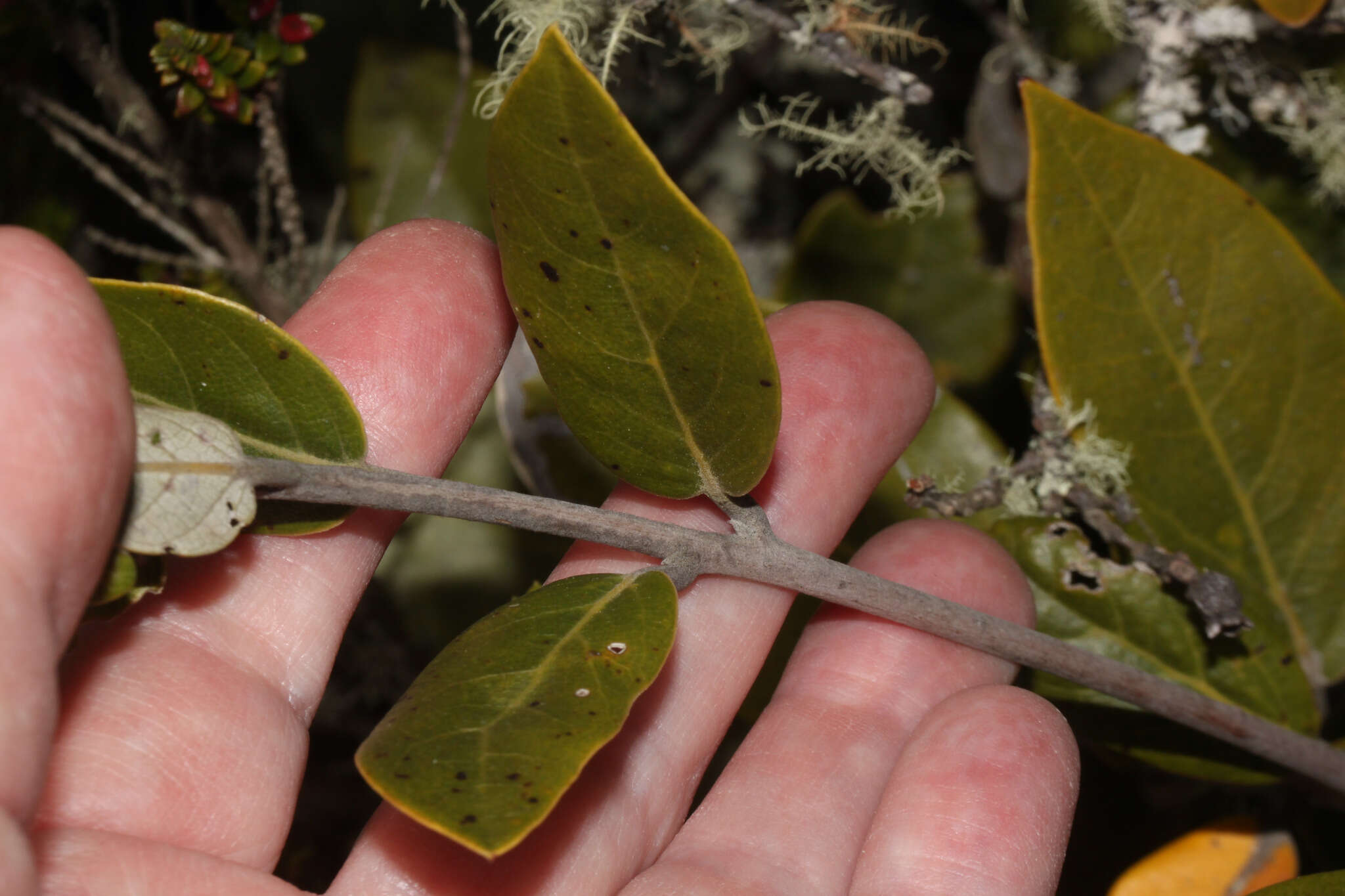 Image of Ocotea arnottiana (Nees) H. van der Werff