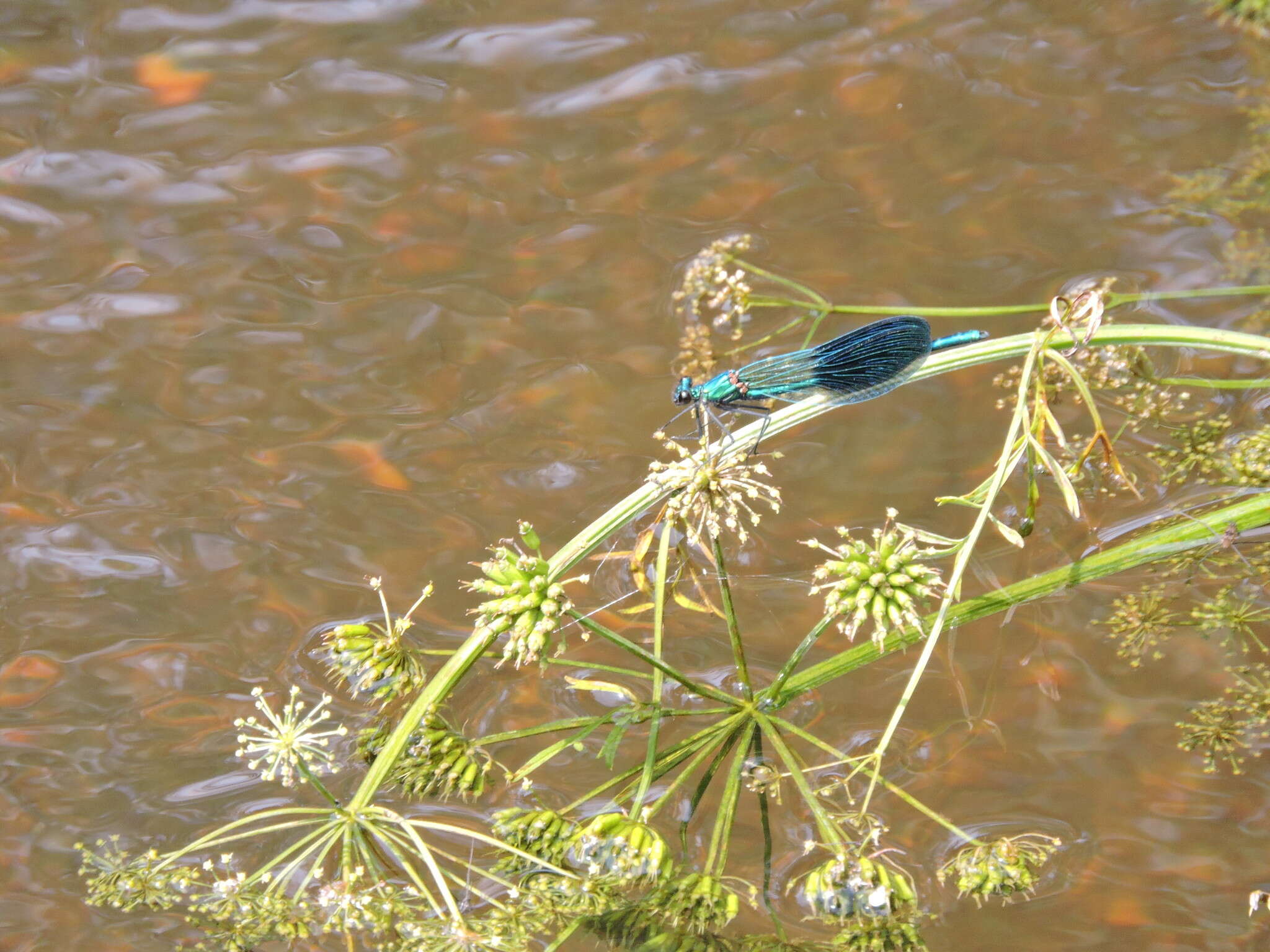 Image of Western Demoiselle