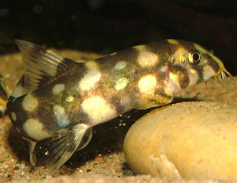 Image of Kubota's Clown Loach