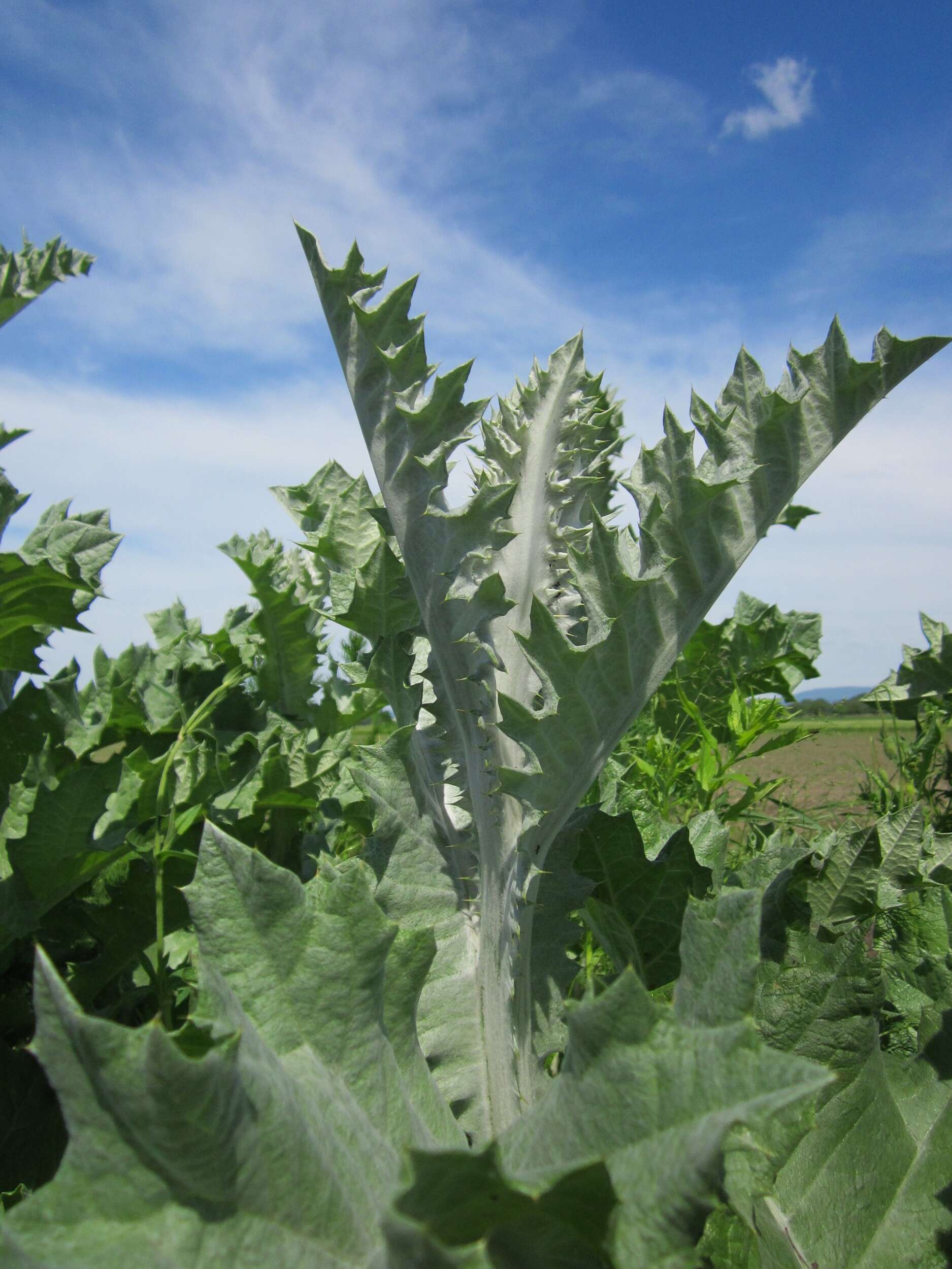 Image of Cotton Thistle