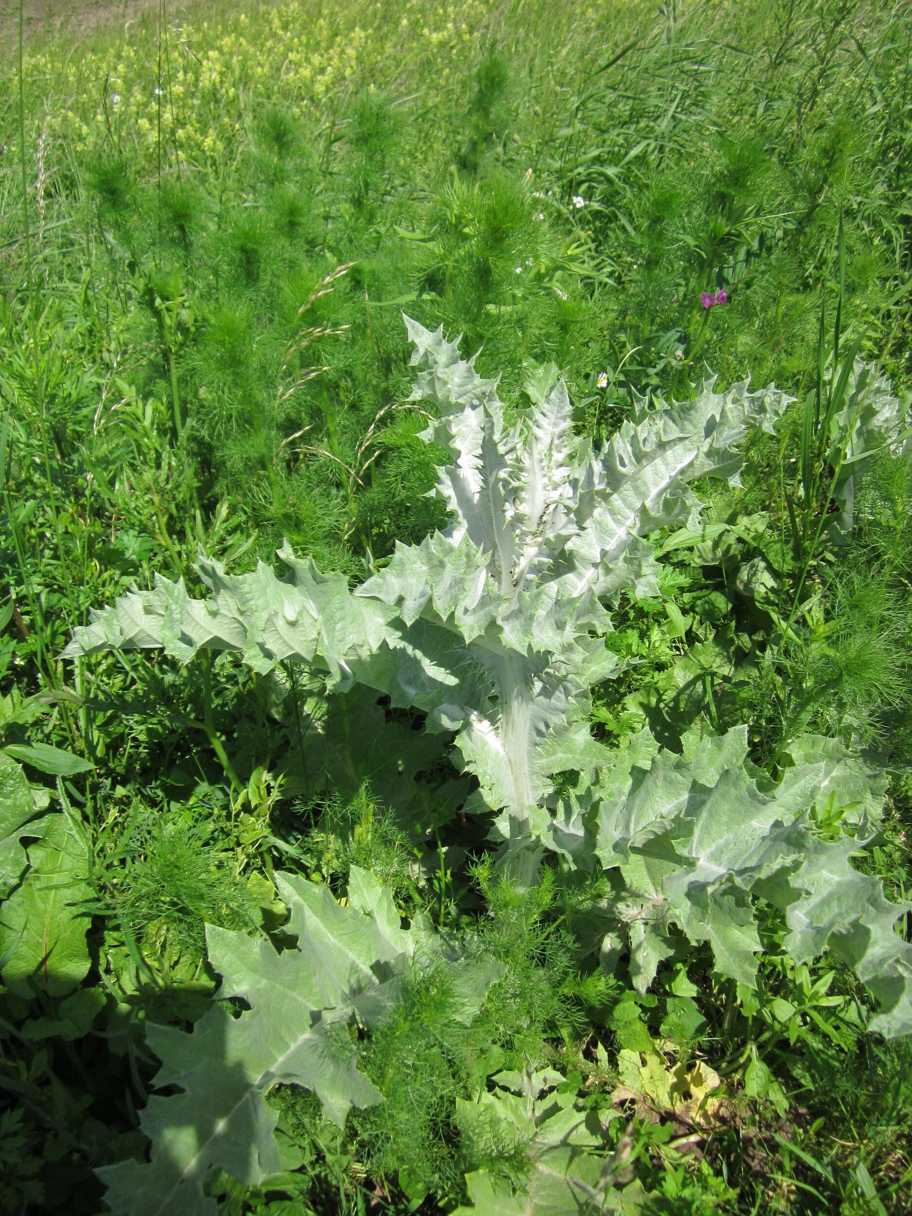 Image of Cotton Thistle