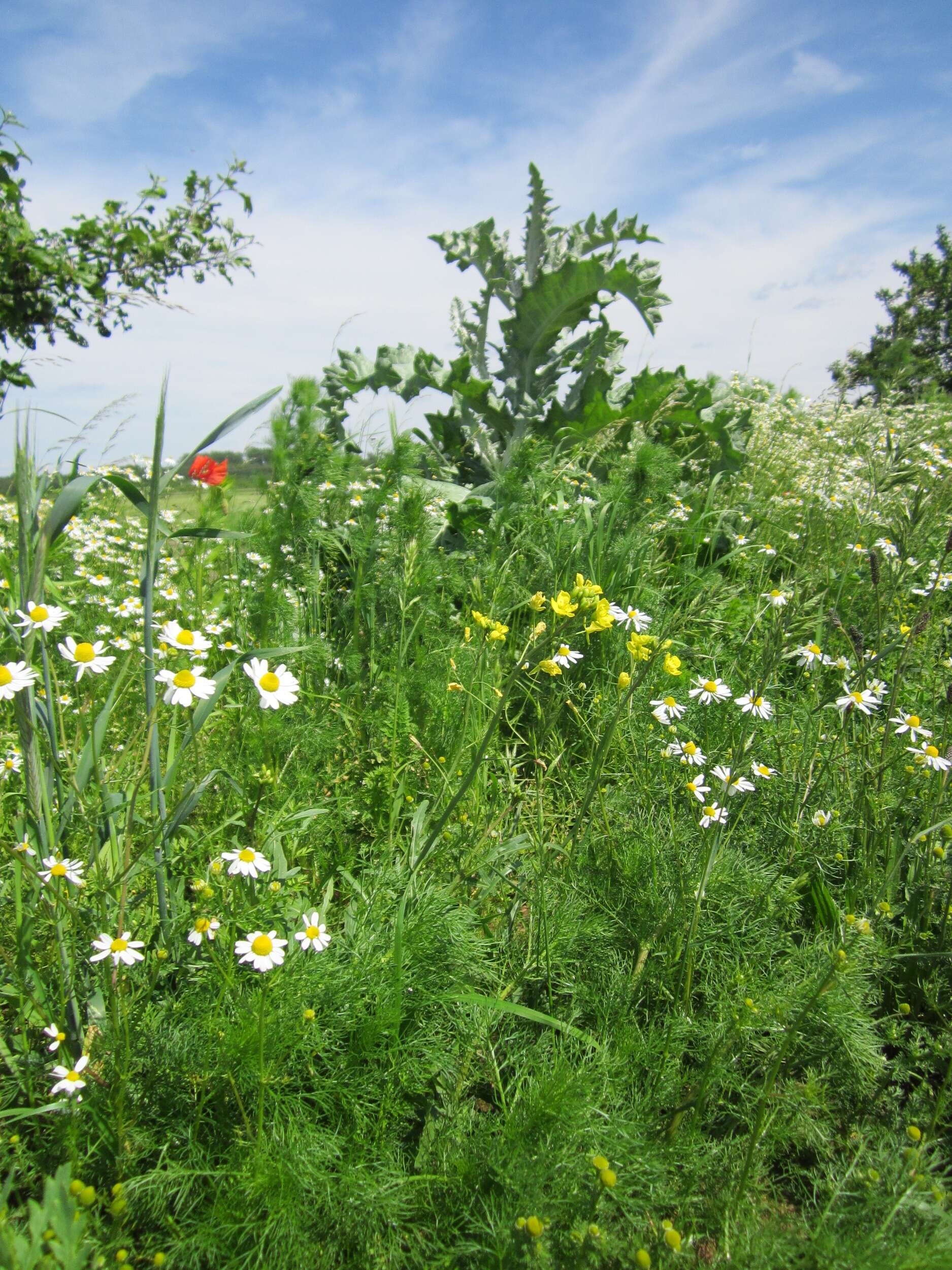 Image of Cotton Thistle