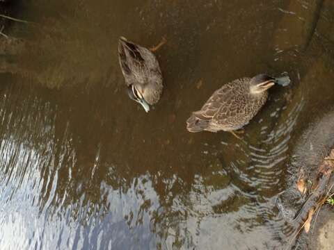 Image of Grey Duck