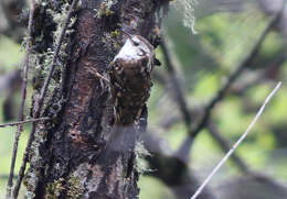 Image of Hodgson's Treecreeper