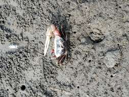 Image of Fiddler Crab