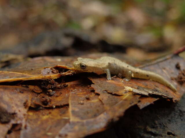 Image of Common Dwarf Salamander