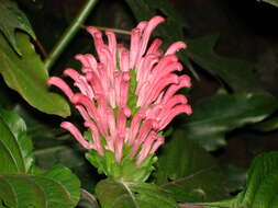 Image of Brazilian-plume