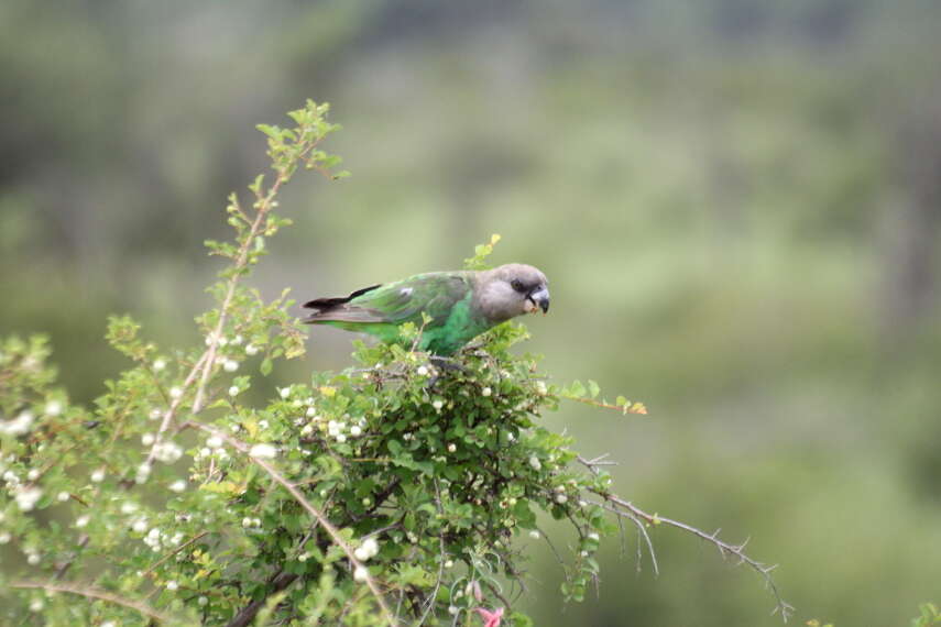 Image of Brown-headed Parrot