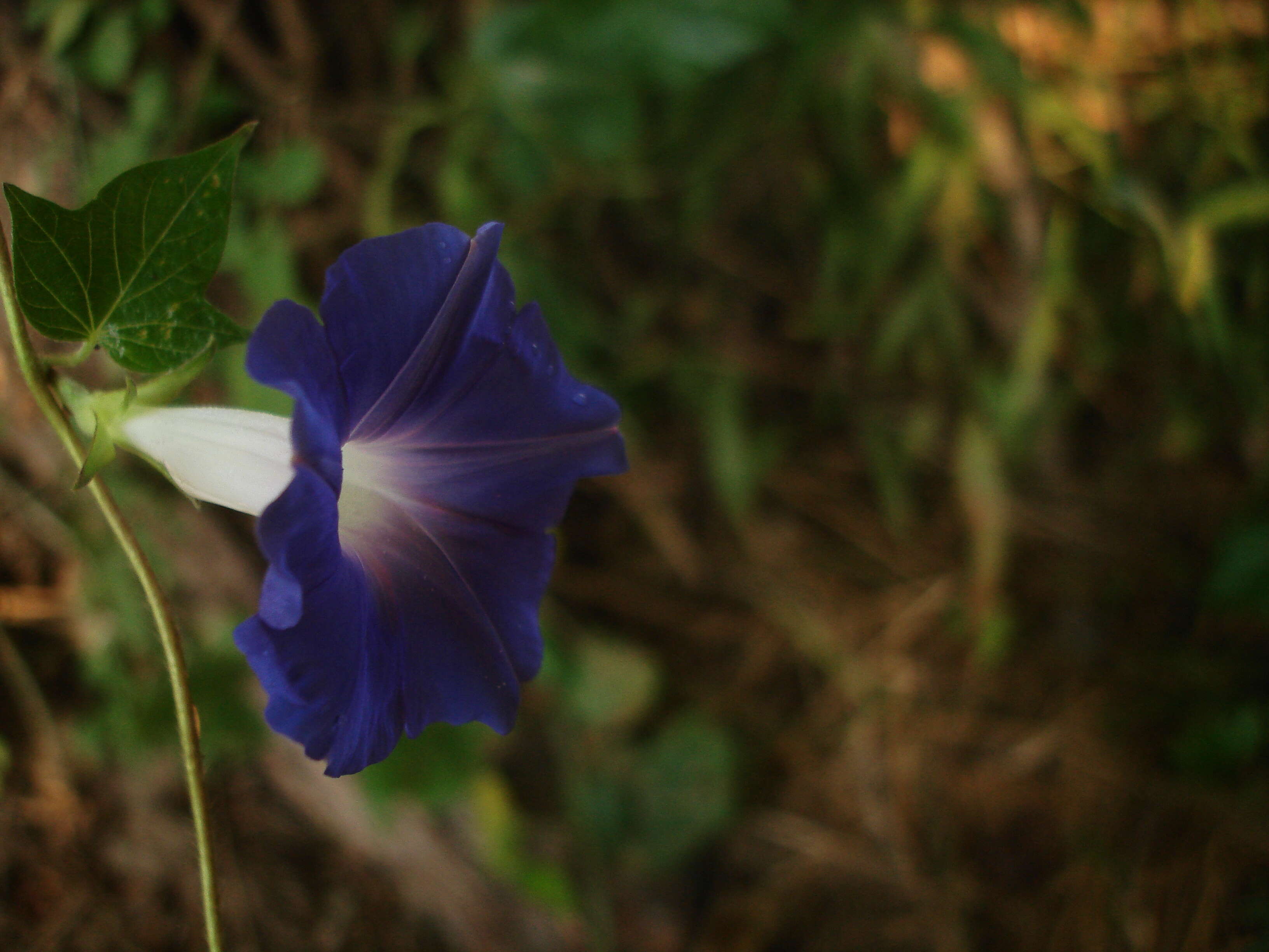 Sivun Ipomoea indica (J. Burman) Merr. kuva