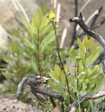 Image of Gander's ragwort