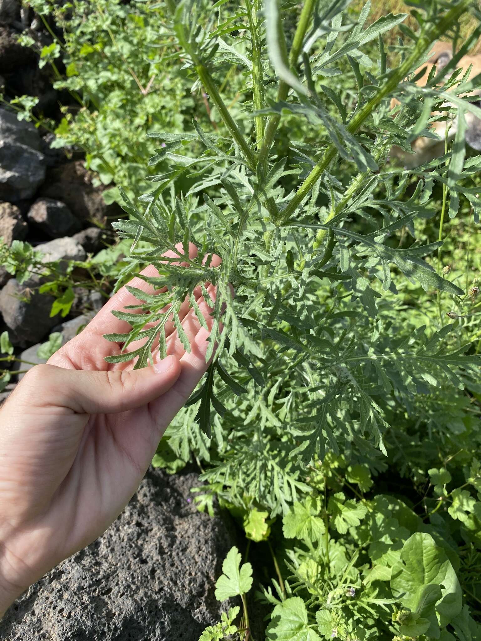 Plancia ëd Volutaria canariensis G. Wagenitz