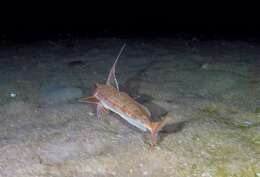 Image of Long-finned Gurnard