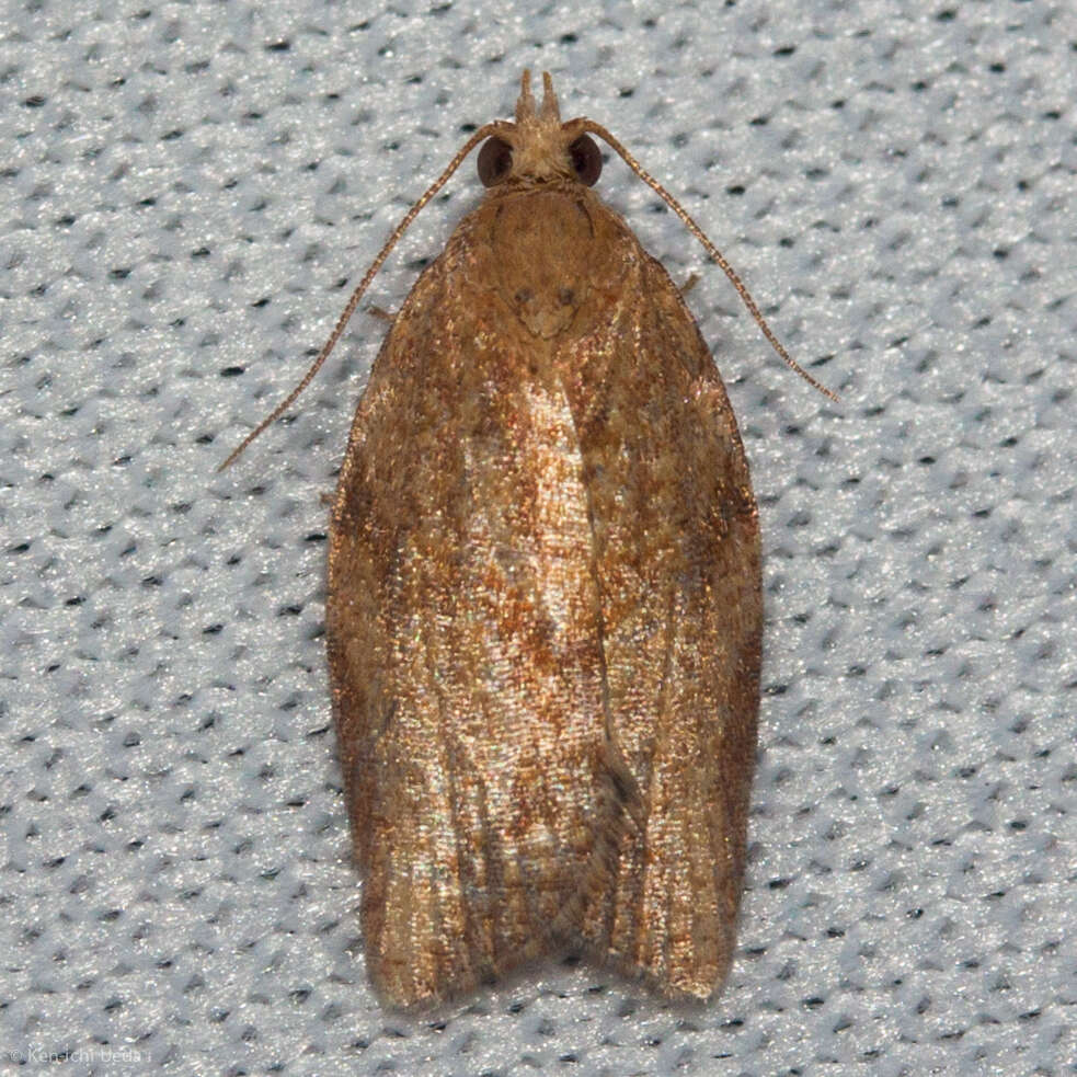 Image of Light brown apple moth