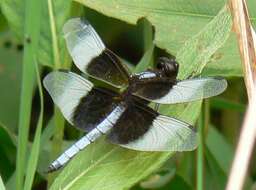 Image of Widow Skimmer