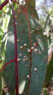 Image of Red gum lerp psyllid