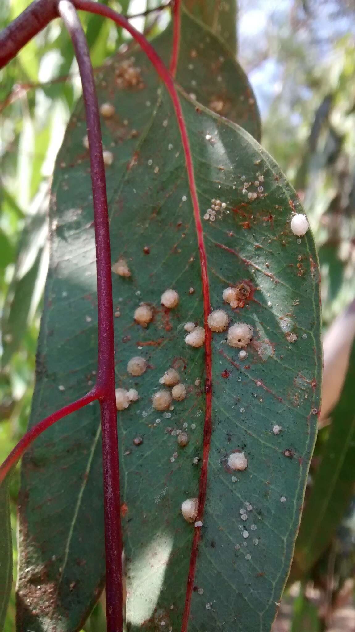 Image of Red gum lerp psyllid