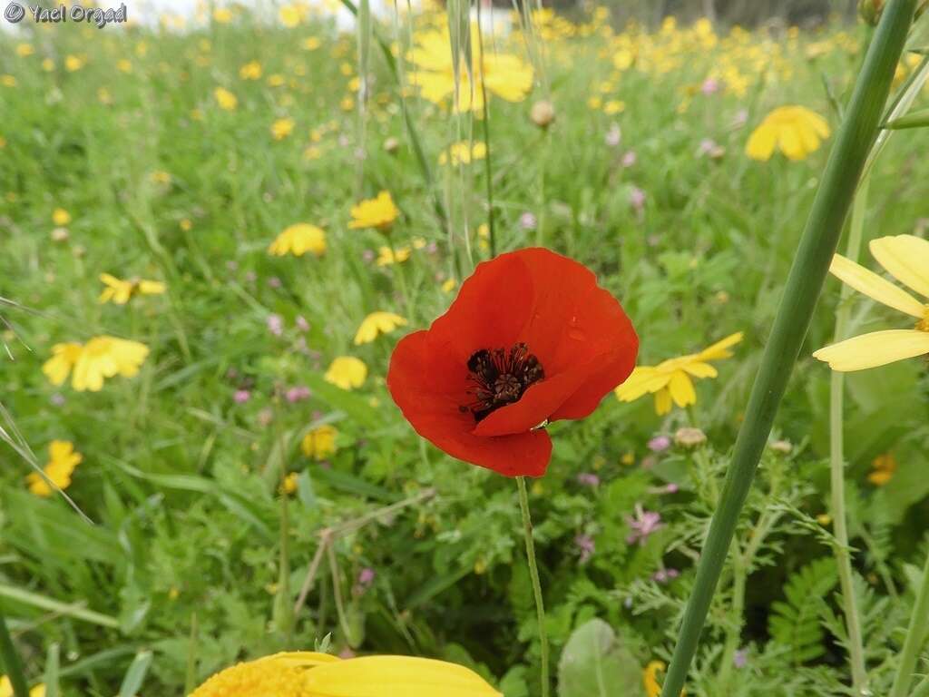 Imagem de Papaver umbonatum Boiss.