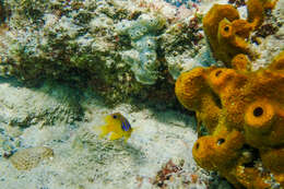 Image of Honey Damselfish