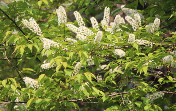 Image of Prunus grayana Maxim.