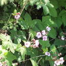 Image of <i>Rubus</i> × <i>fraseri</i> Rehder