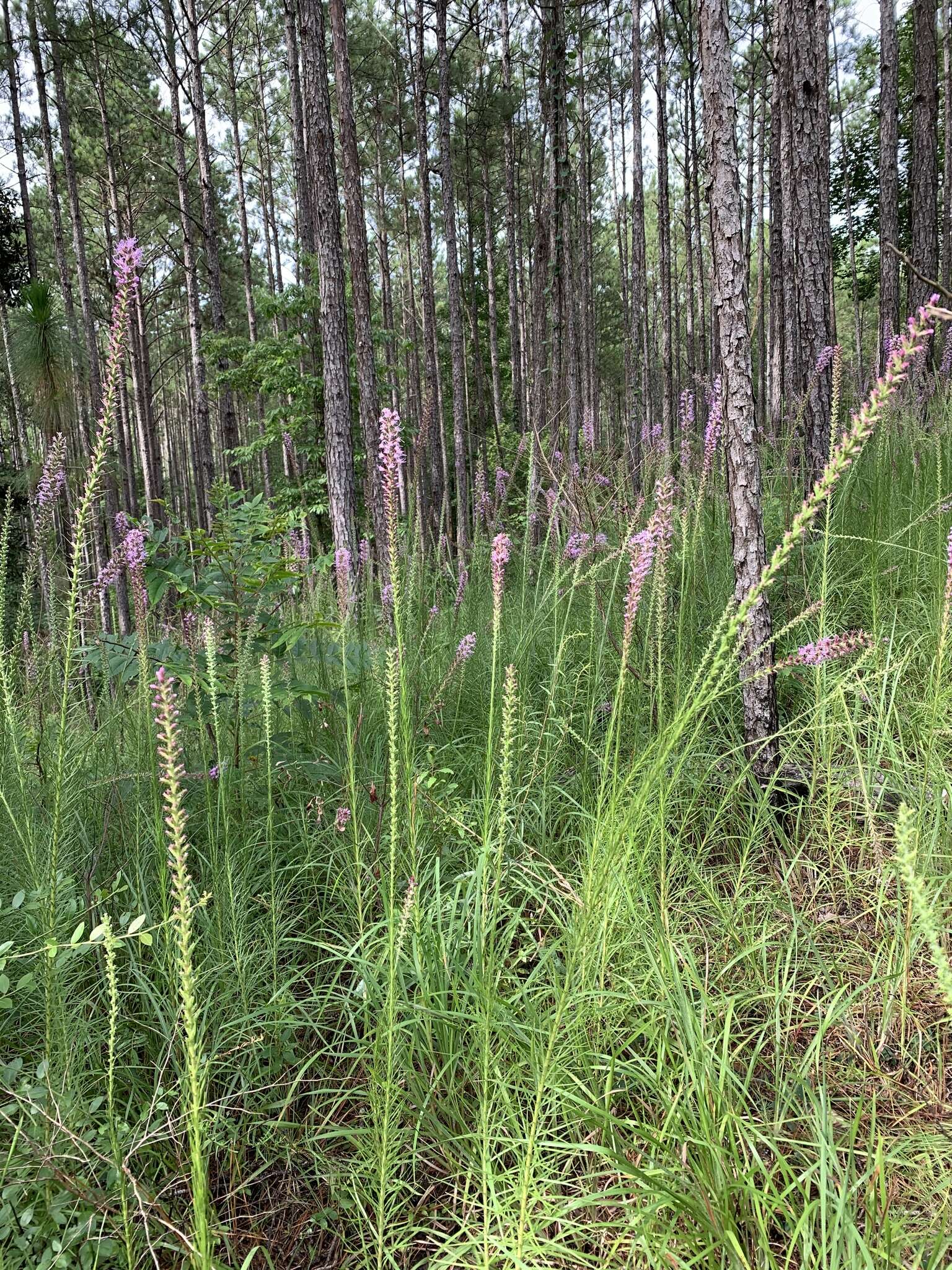 Sivun Liatris pycnostachya var. lasiophylla Shinners kuva