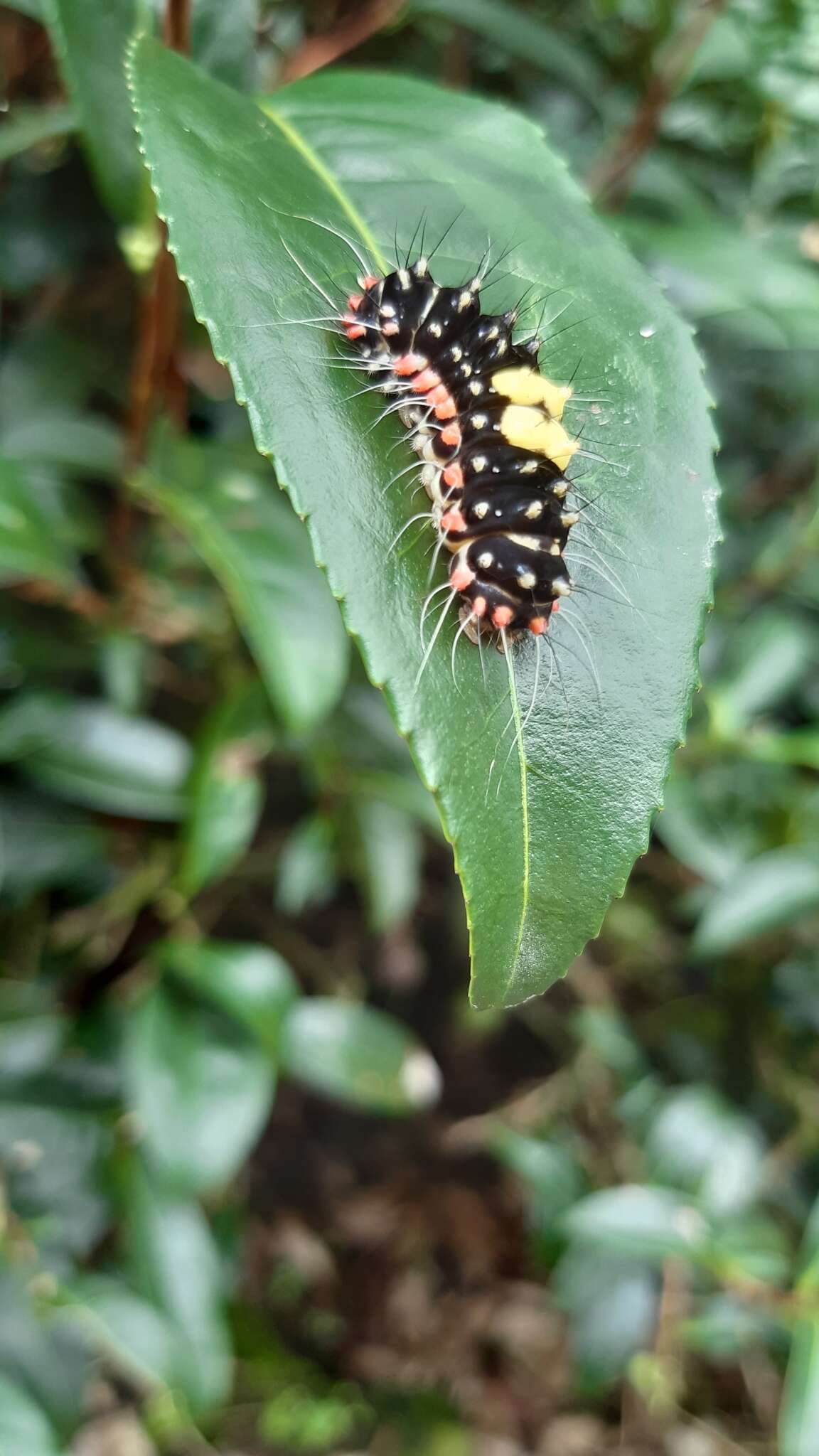 صورة Erasmia pulchella hobsoni Butler 1889