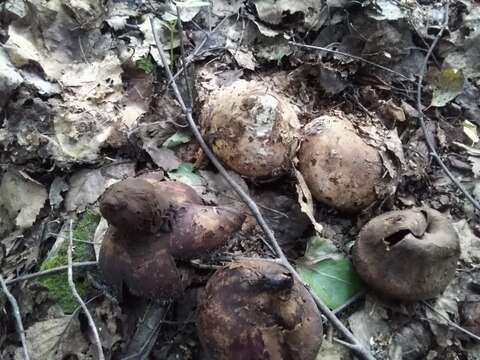 Image of Geastrum melanocephalum (Czern.) V. J. Staněk 1956