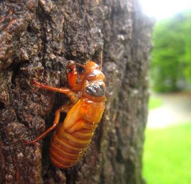 Image of Decim Periodical Cicada