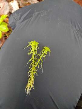 Image of Girgensohn's bog-moss