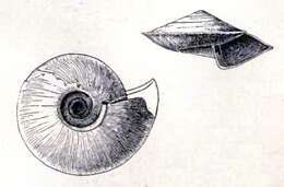 Image of Seguenziidae Verrill 1884