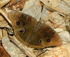 Image of Junonia nigrosuffusa Barnes & McDunnough 1916