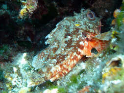 Image of Red Scorpionfish