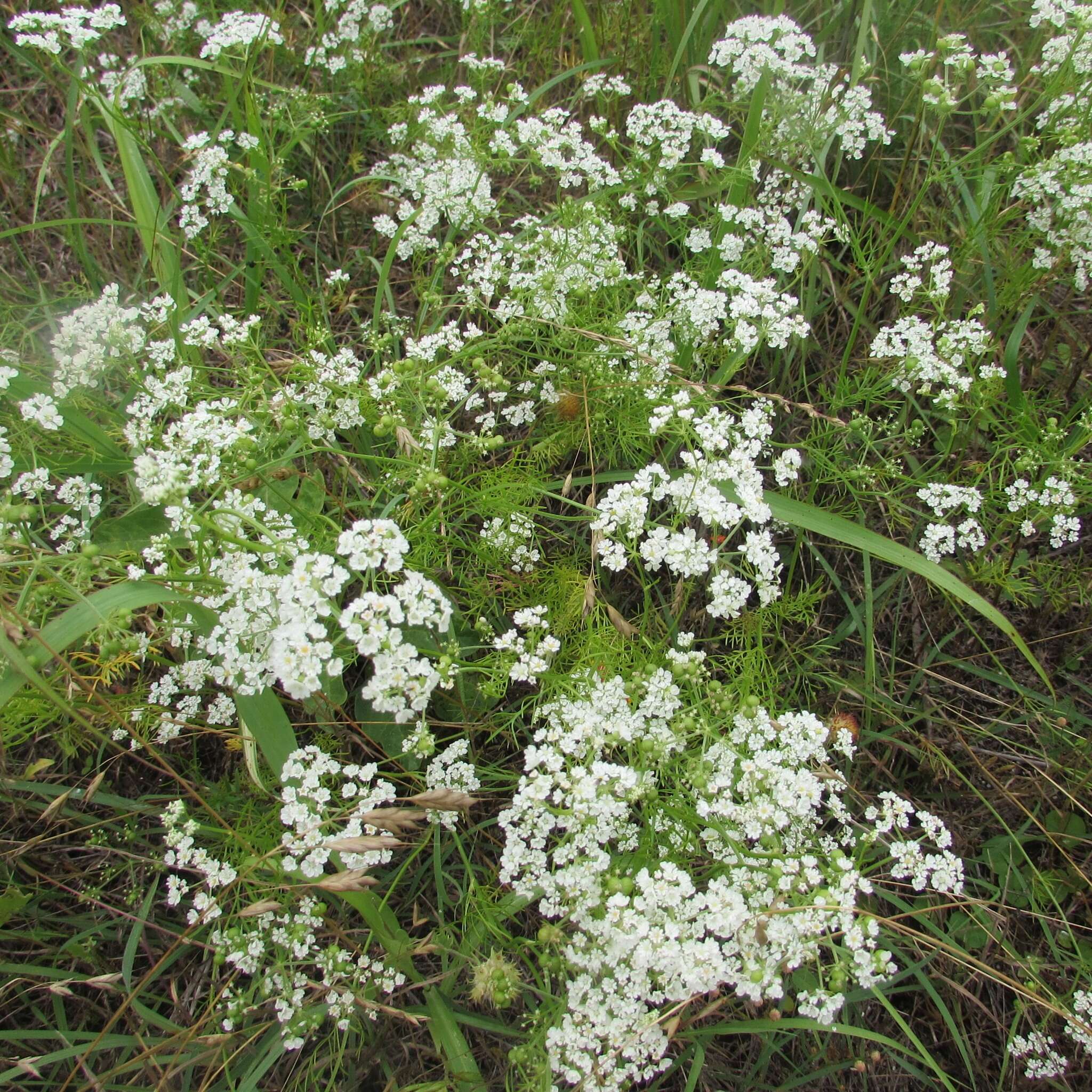 Image of prairie bishop