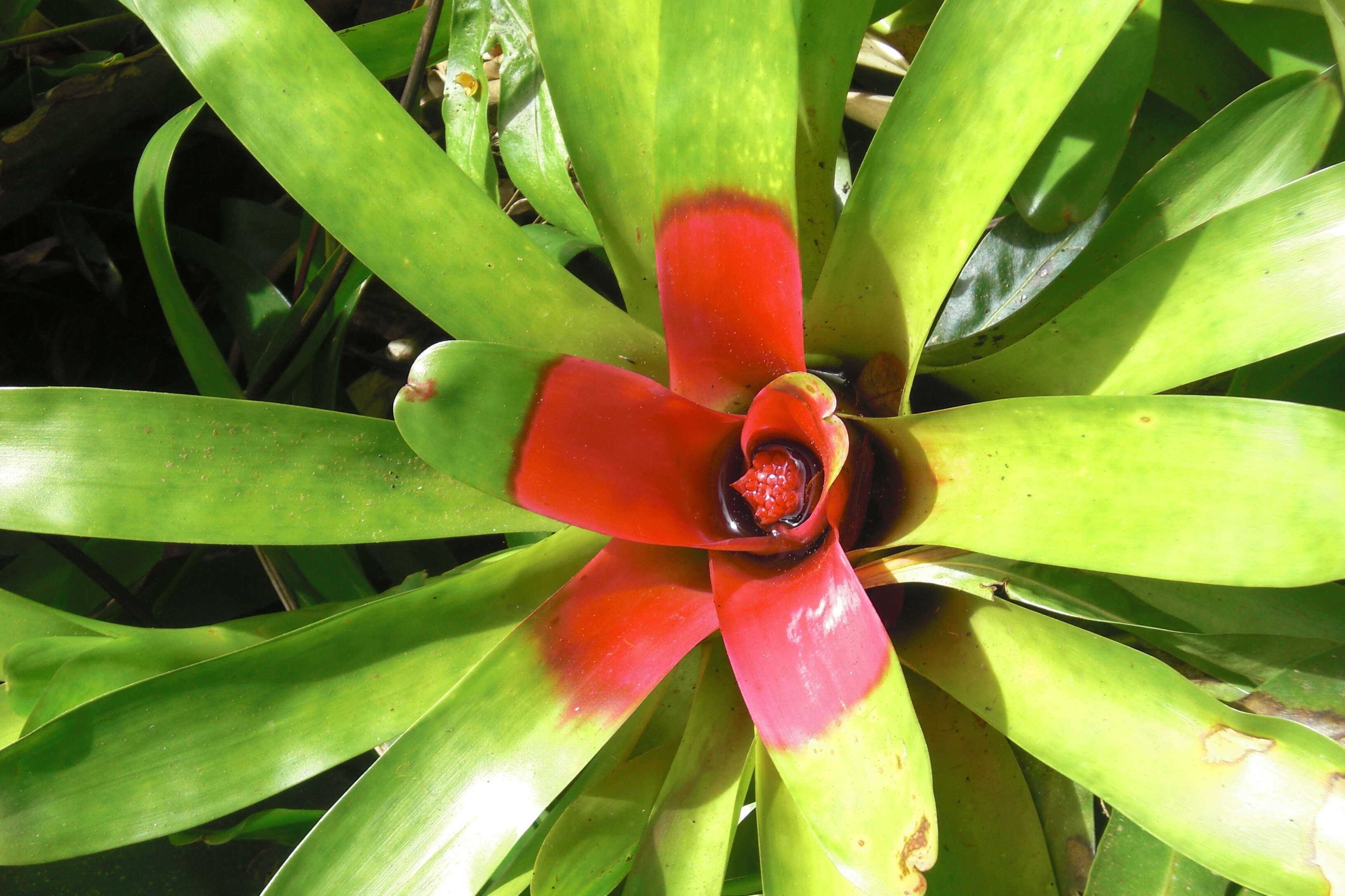 Image of Neoregelia carolinae (Beer) L. B. Sm.