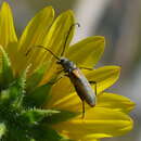 Image of Crossidius suturalis melanipennis Penrose 1984