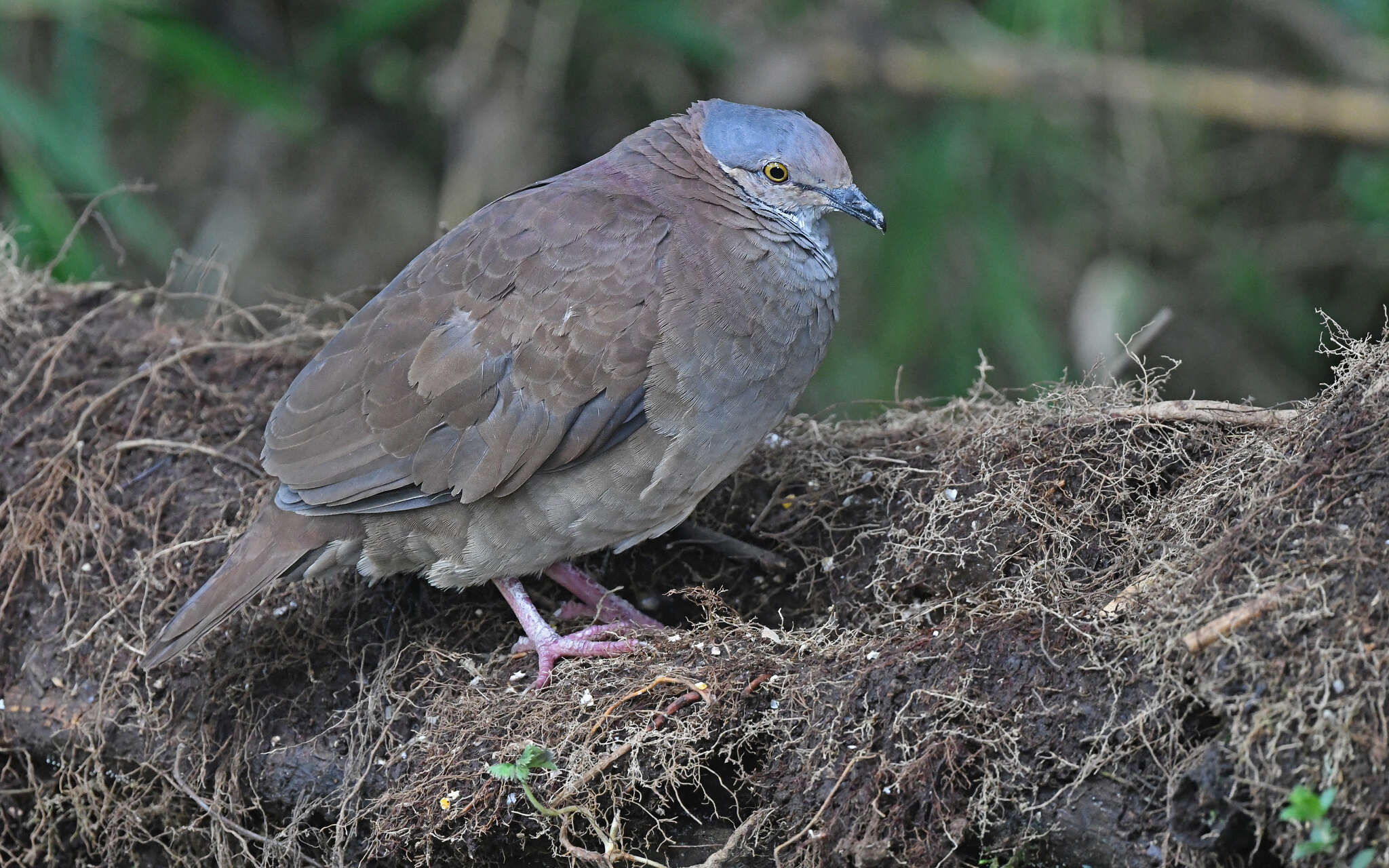 Image of White-throated Quail-Dove