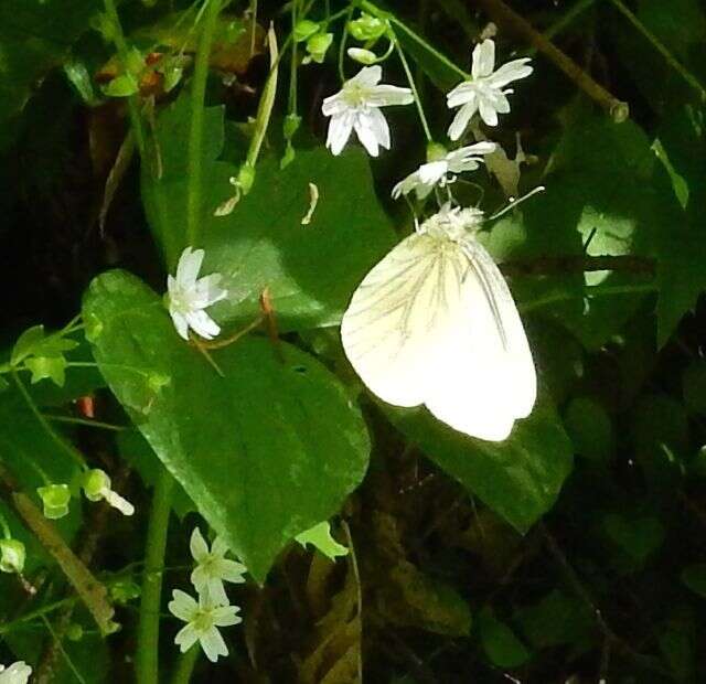 Image of Margined White