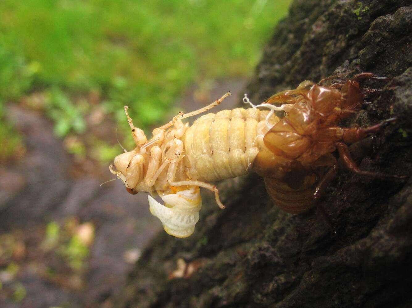 Image of Decim Periodical Cicada