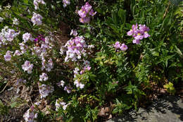 صورة Nemesia fruticans (Thunb.) Benth.