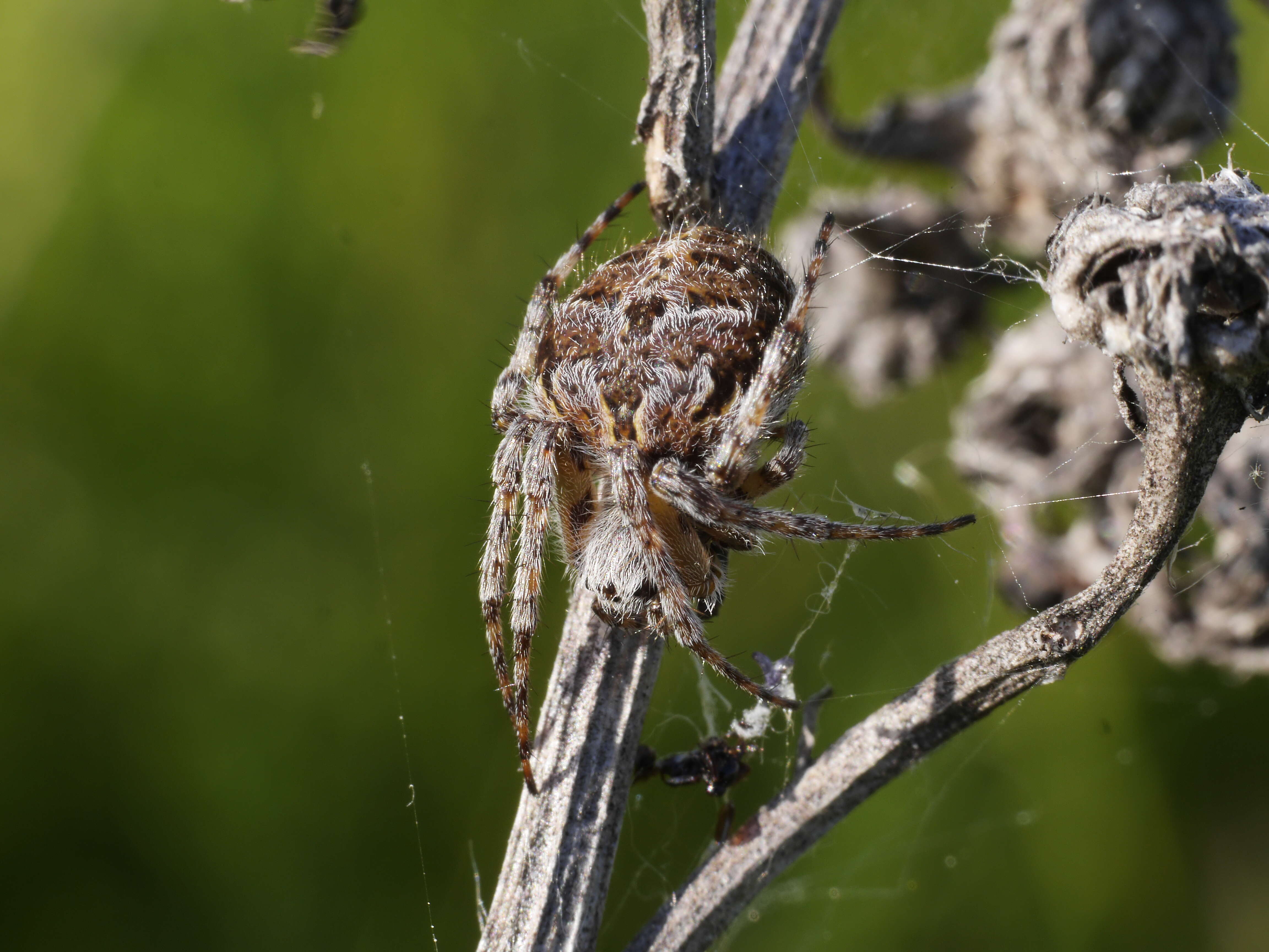 Image of Agalenatea redii (Scopoli 1763)