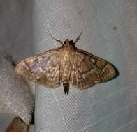 Image of Serpentine Webworm