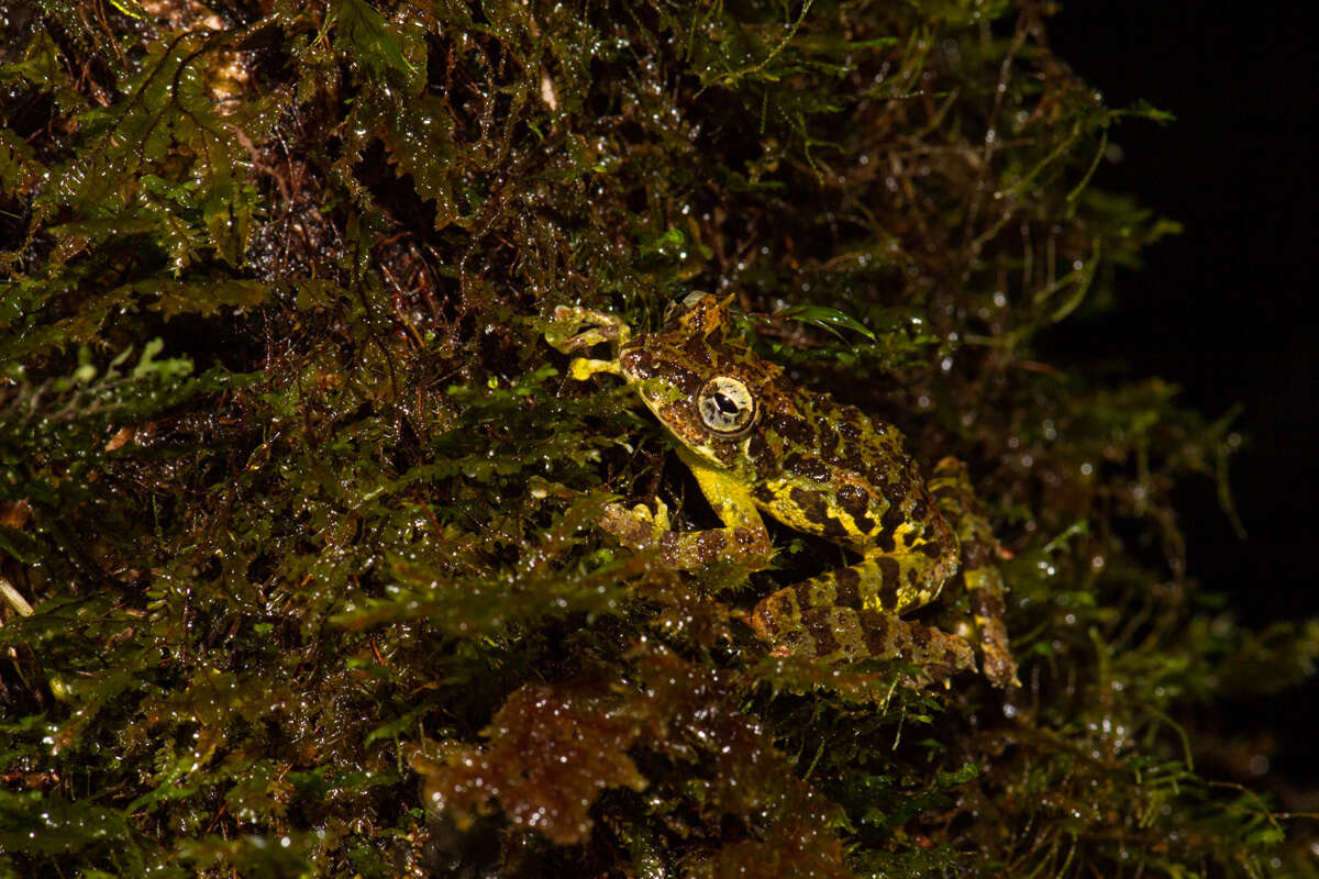 Image of Mossy Bush Frog