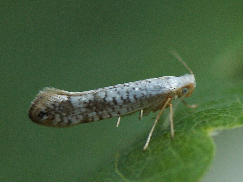 Imagem de Argyresthia retinella Zeller 1839